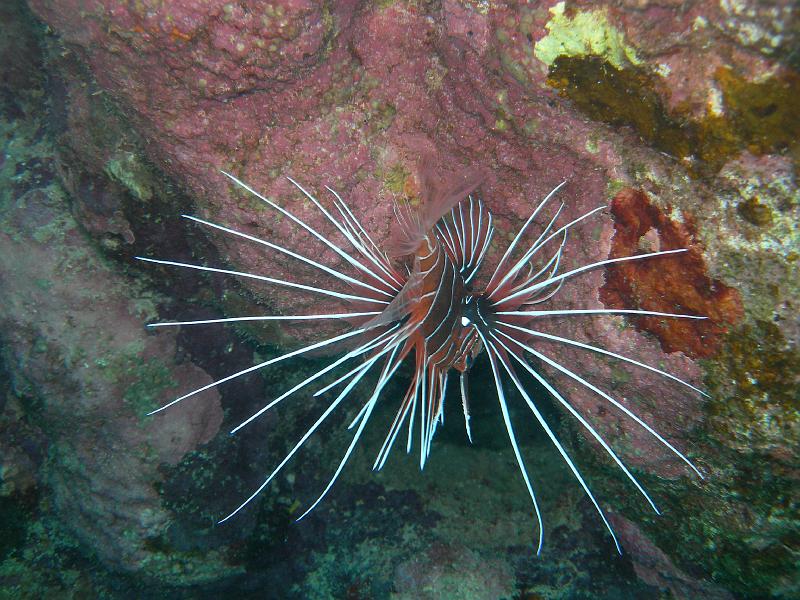 MANGROVE 07  2008 293.jpg